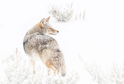 Coyote du Yellowstone