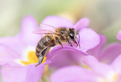 Précieuses abeilles