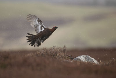 La grouse