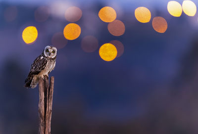 Hibou des marais, un migrateur venu du Nord