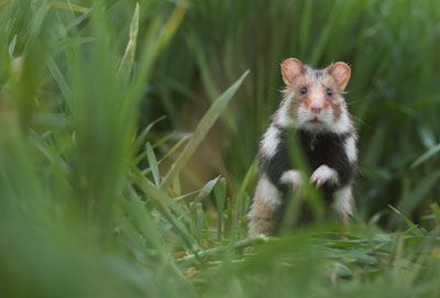 Le hamster d'Alsace