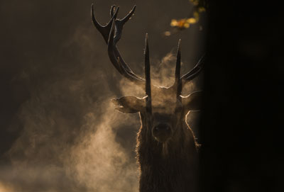 Cervus elaphus, histoire d'une passion