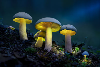 De spores et de lumière