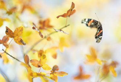 L'effet papillon