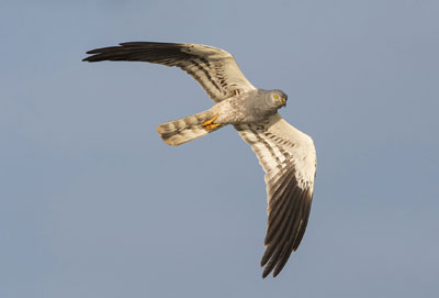 Le busard cendré, rapace en danger