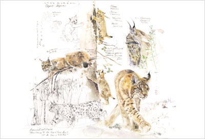 Aquarelles animalières