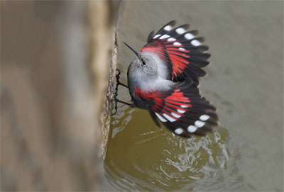 Ticho aux cymbalaires