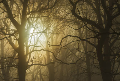 La forêt insolite
