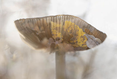 Le royaume des champignons 