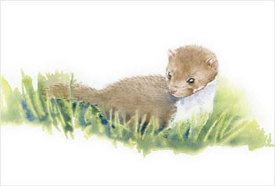 Aquarelles animalières